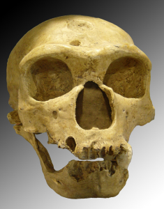 cráneo neandertal