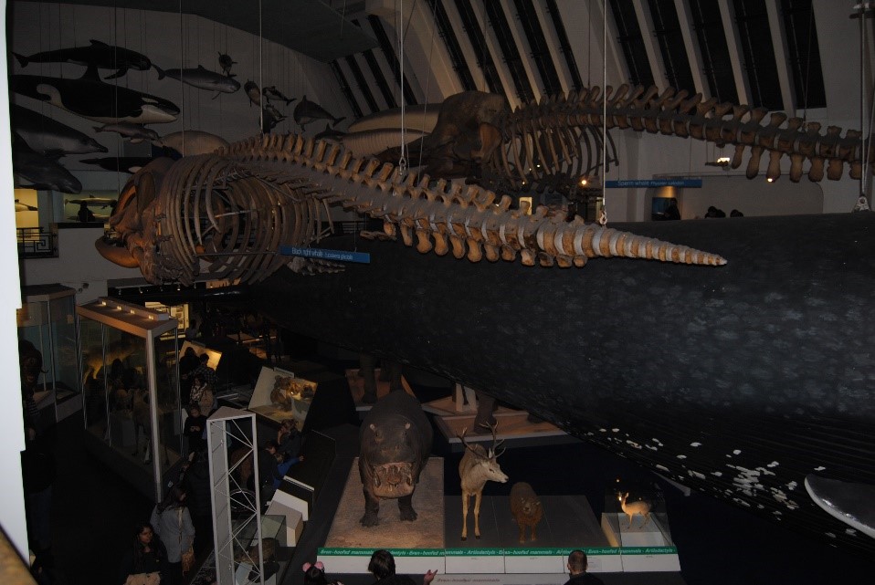 El museo de los huesos 